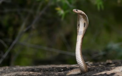 Världens giftigaste ormar – topp 10